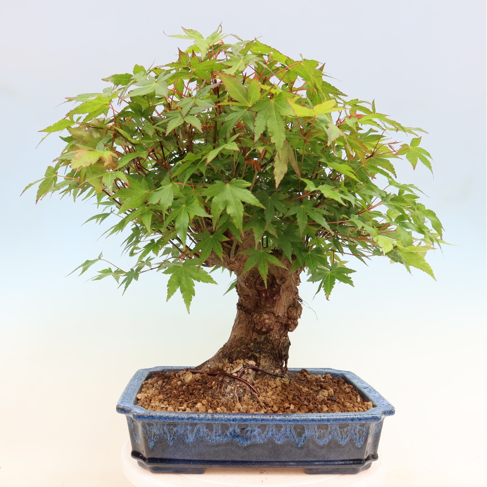 Venkovní bonsai - Javor Burgerův - Acer Burgerianum 