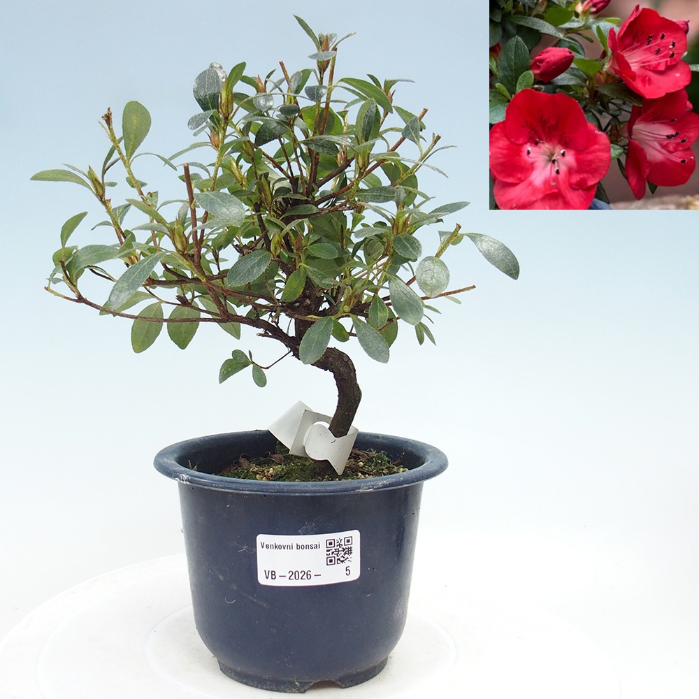 Venkovní bonsai - Japonská azalka - Azalea Benibeni