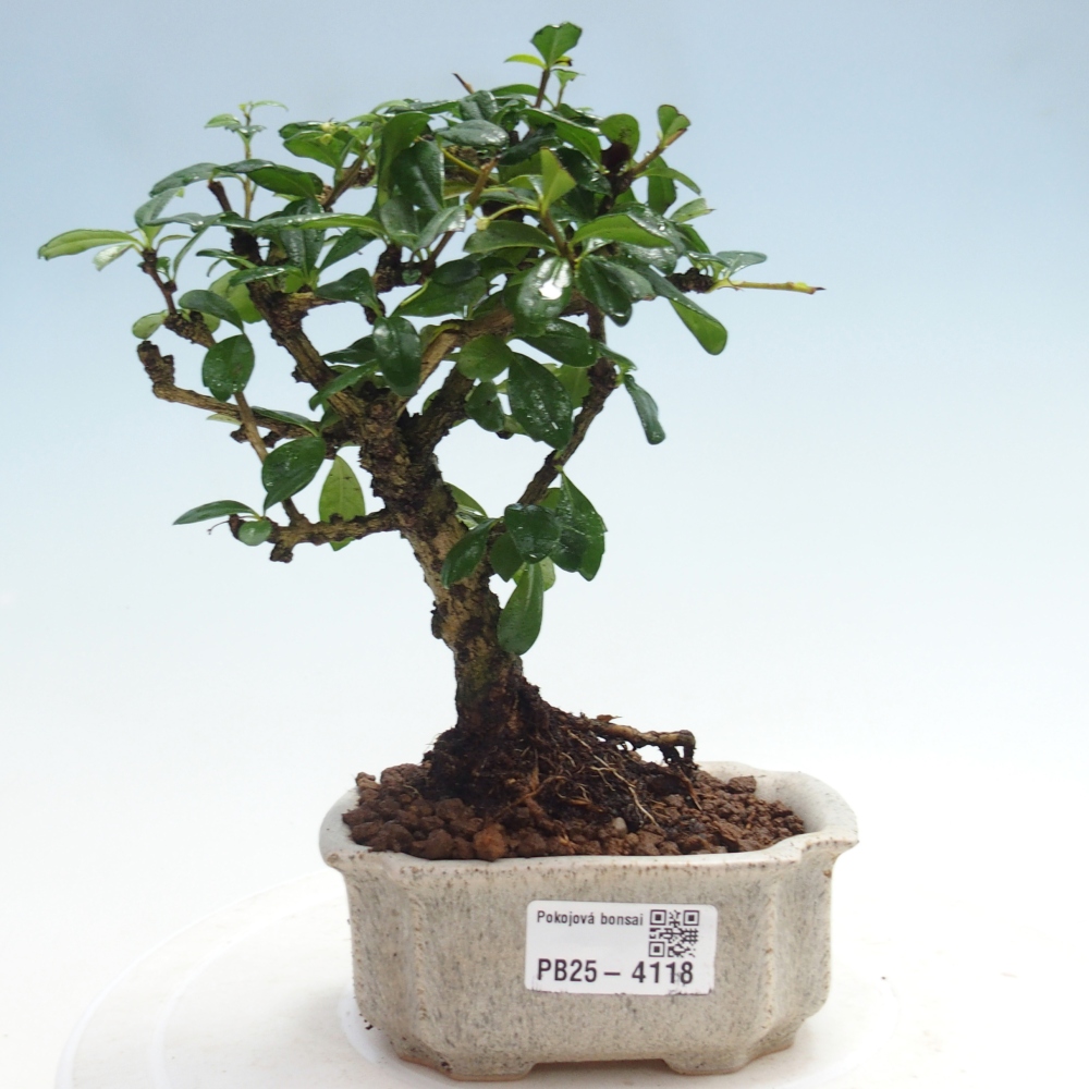 Pokojová bonsai - Carmona macrophylla - Čaj fuki