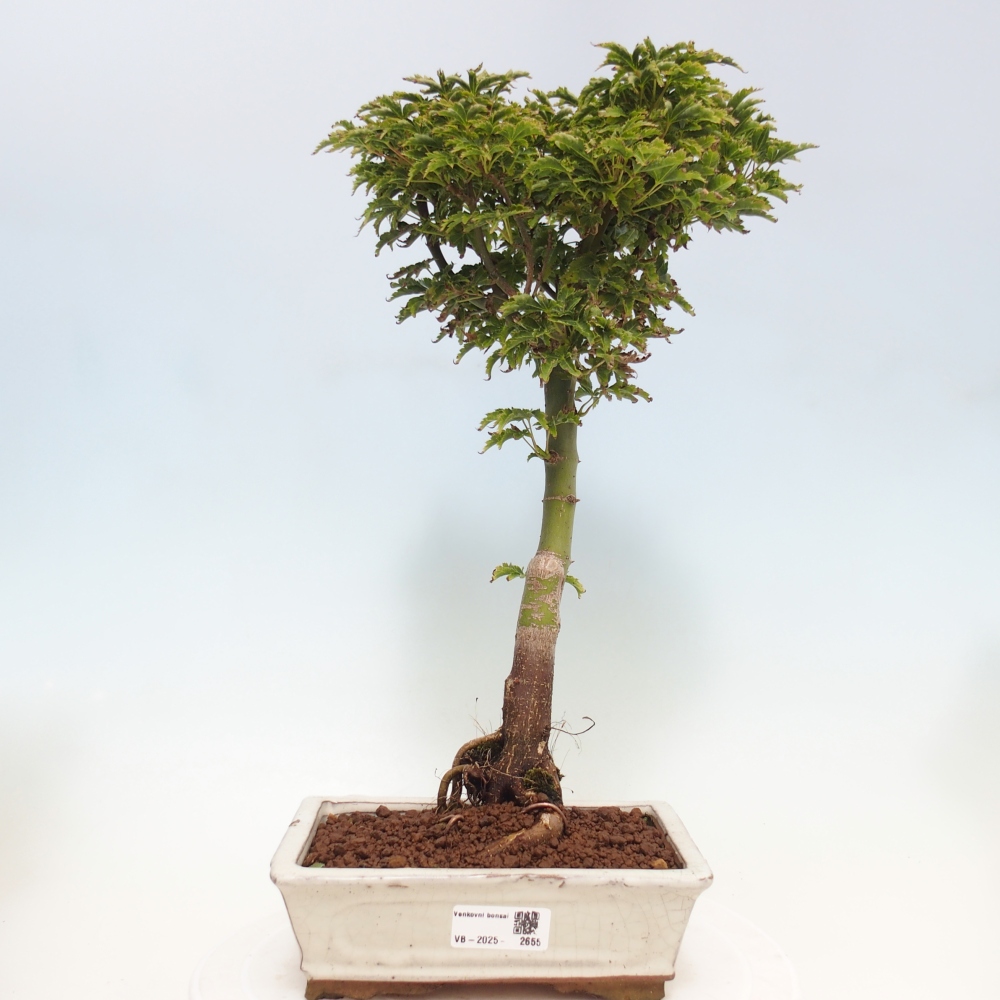 Venkovní bonsai -Javor dlanitolistý Acer palmatum Shishigashira