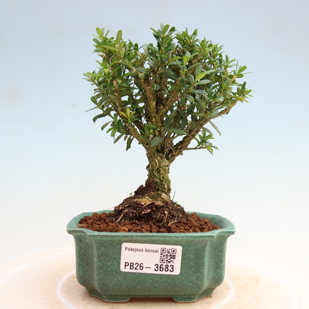 Pokojová bonsai - Buxus harlandii -korkový buxus