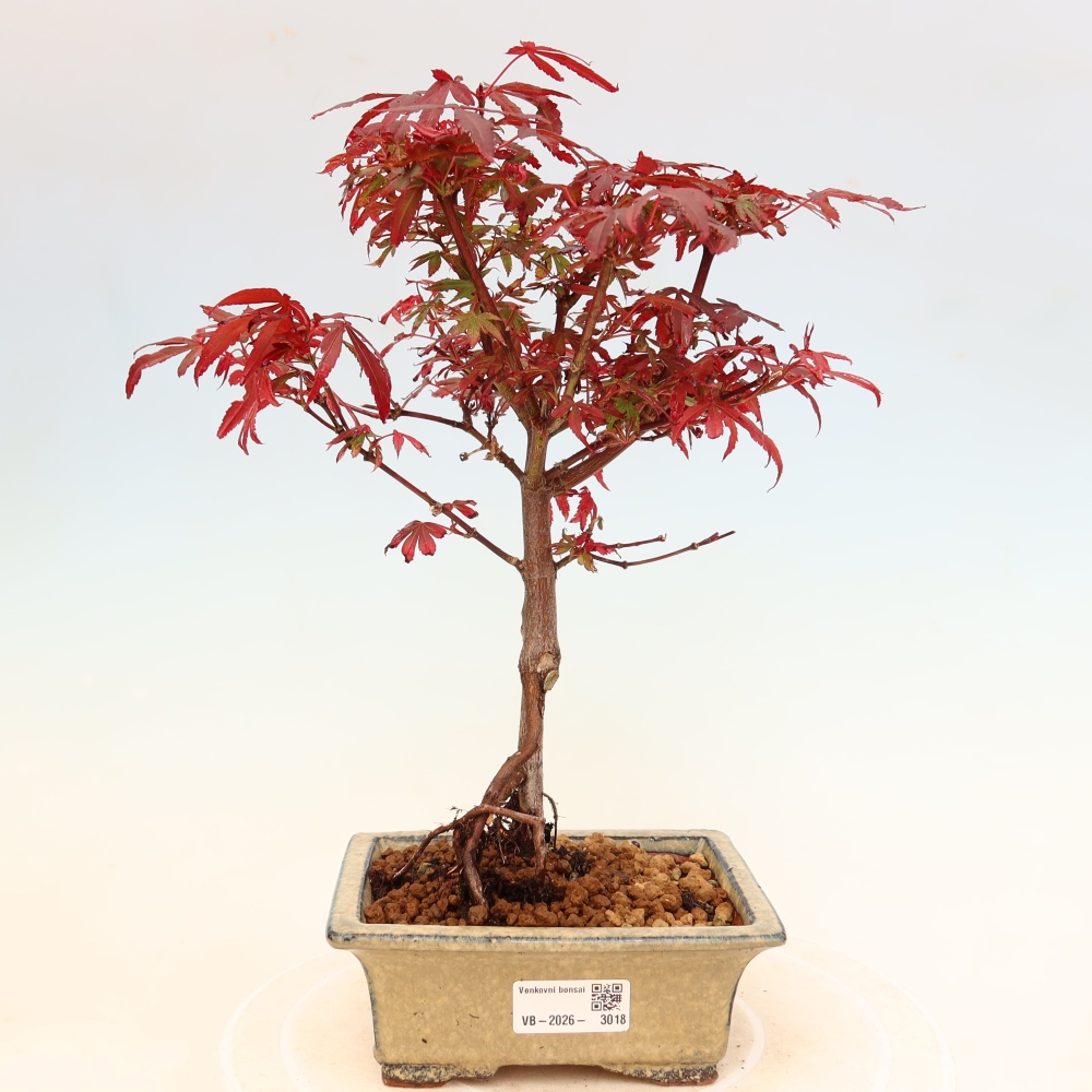 Venkovní bonsai -Javor dlanitolistý  - Acer palmatum Berry Broom 