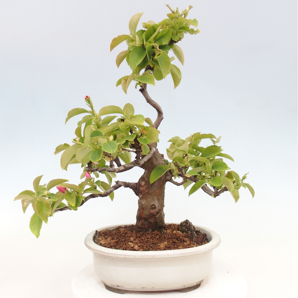 Venkovní  bonsai -  Pseudocydonia sinensis - Kdouloň čínská