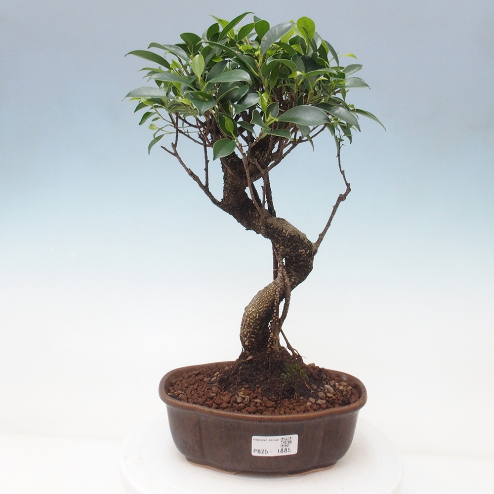 Pokojová bonsai - Ficus retusa -  malolistý fíkus