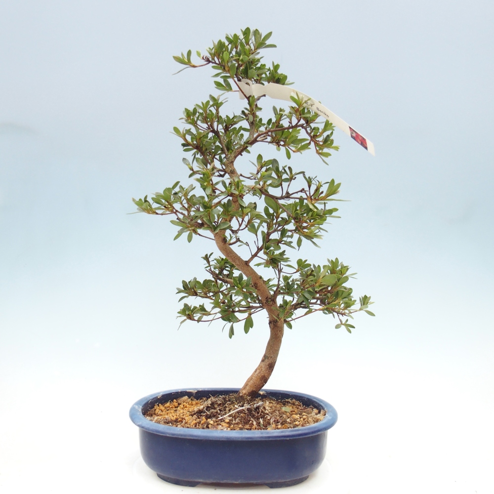 Venkovní bonsai - Japonská azalka - Azalea Beniko