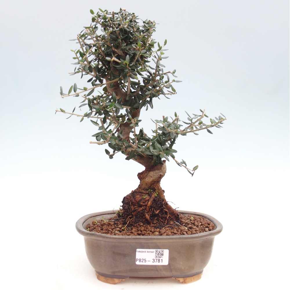 Pokojová bonsai - Olea europaea sylvestris -Oliva evropská drobnolistá
