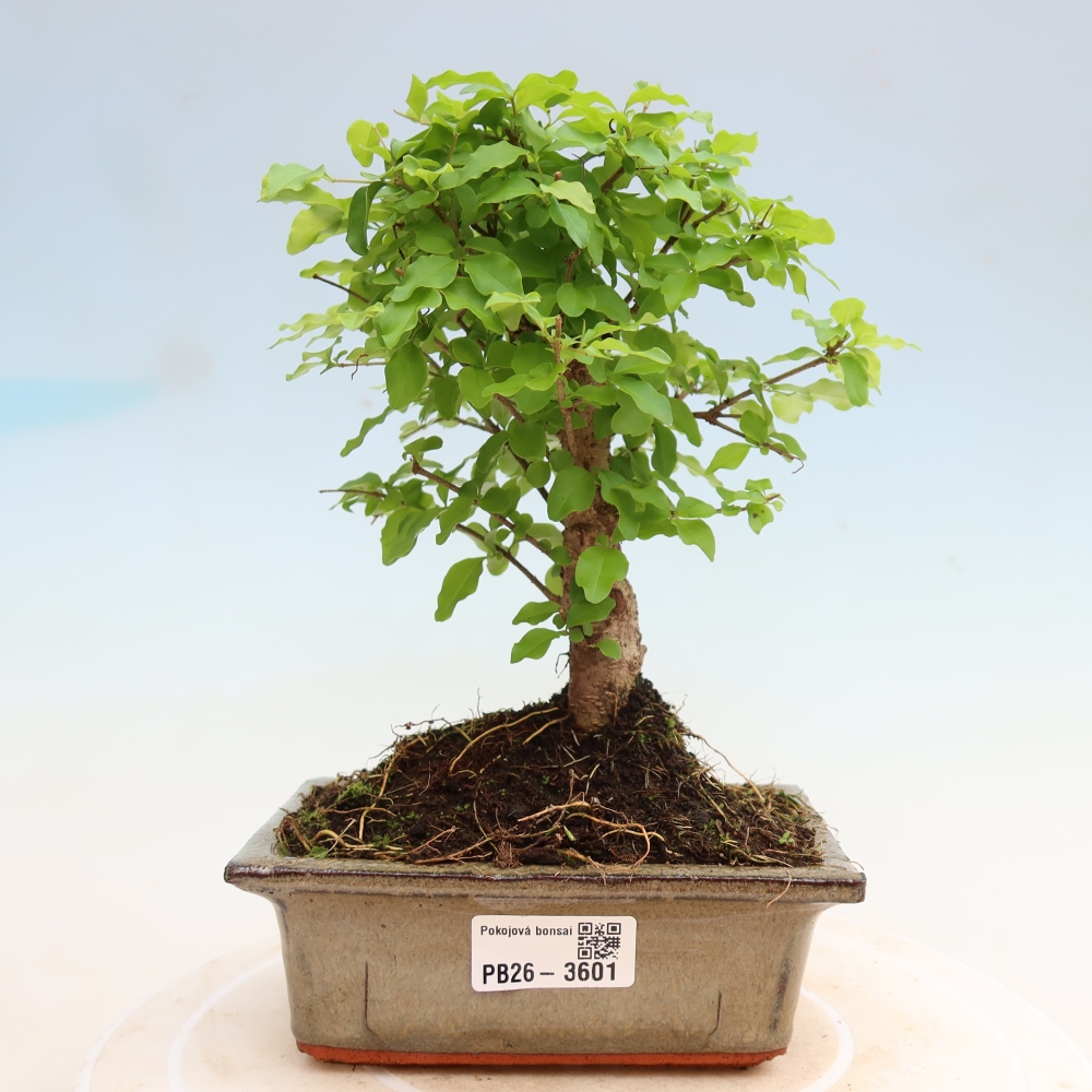 Pokojová bonsai -Ligustrum chinensis - Ptačí zob