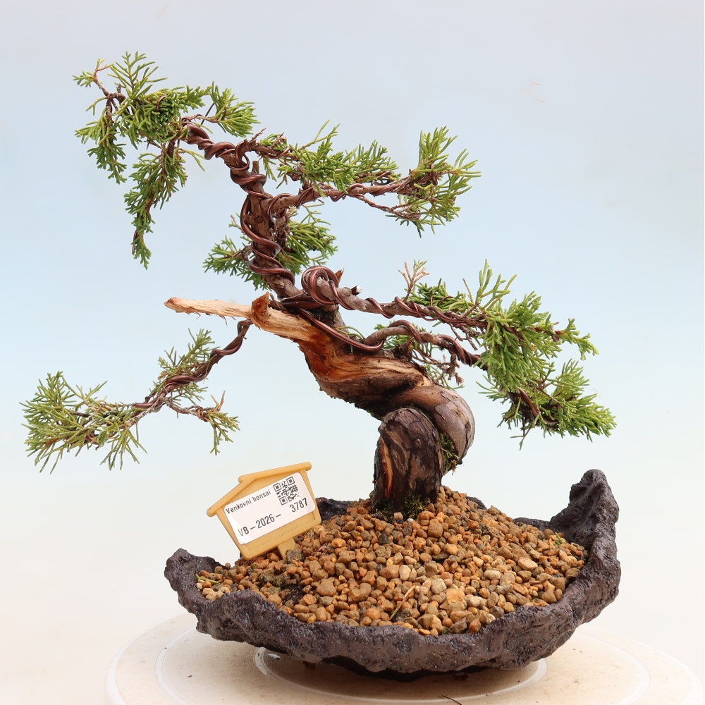 Venkovní bonsai - Juniperus chinensis Itoigawa-Jalovec čínský