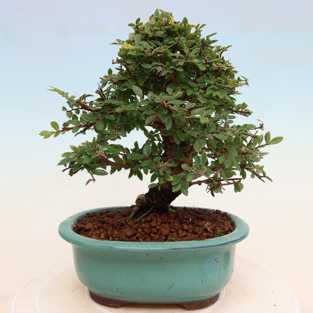 Venkovní bonsai - Zelkova - Zelkova NIRE