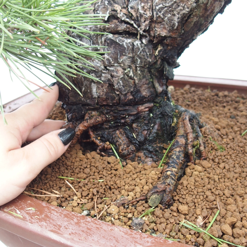 Venkovní bonsai - Pinus thunbergii - Borovice thunbergova