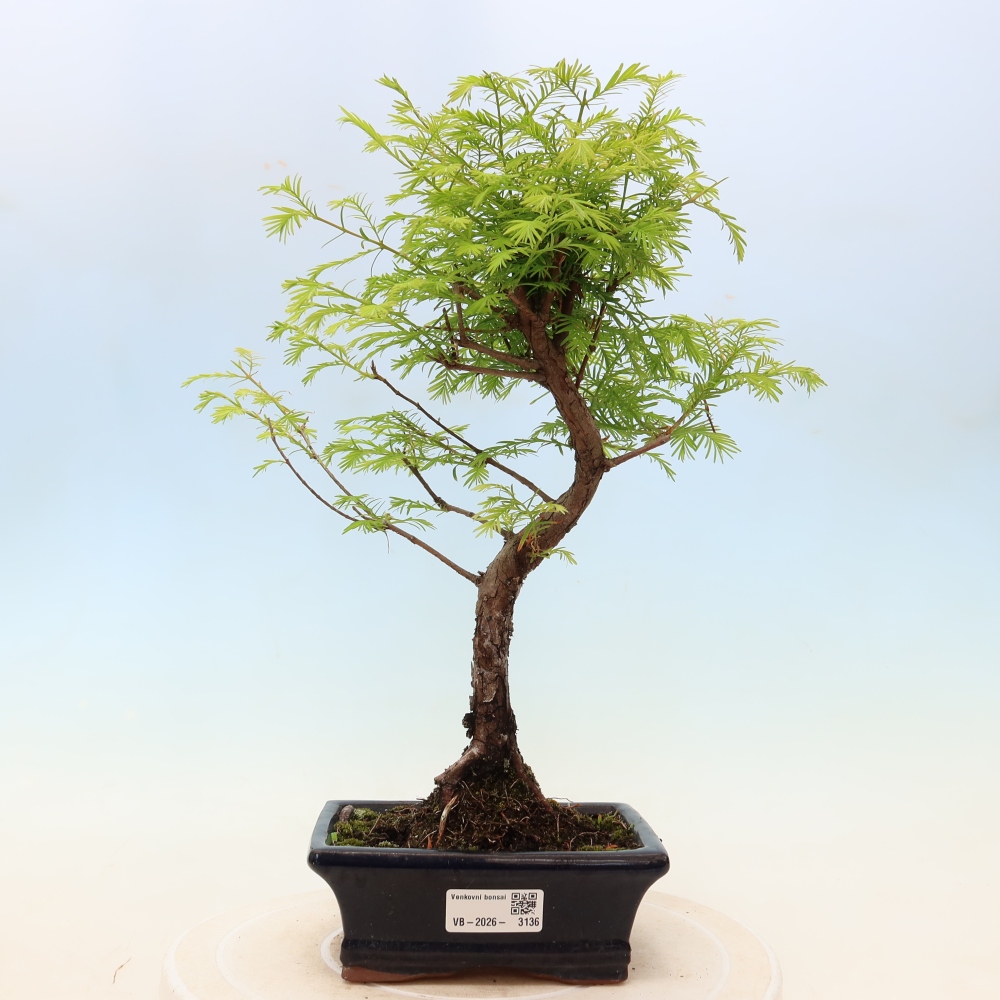 Venkovní bonsai - Metasequoia glyptostroboides - Metasekvoje čínská