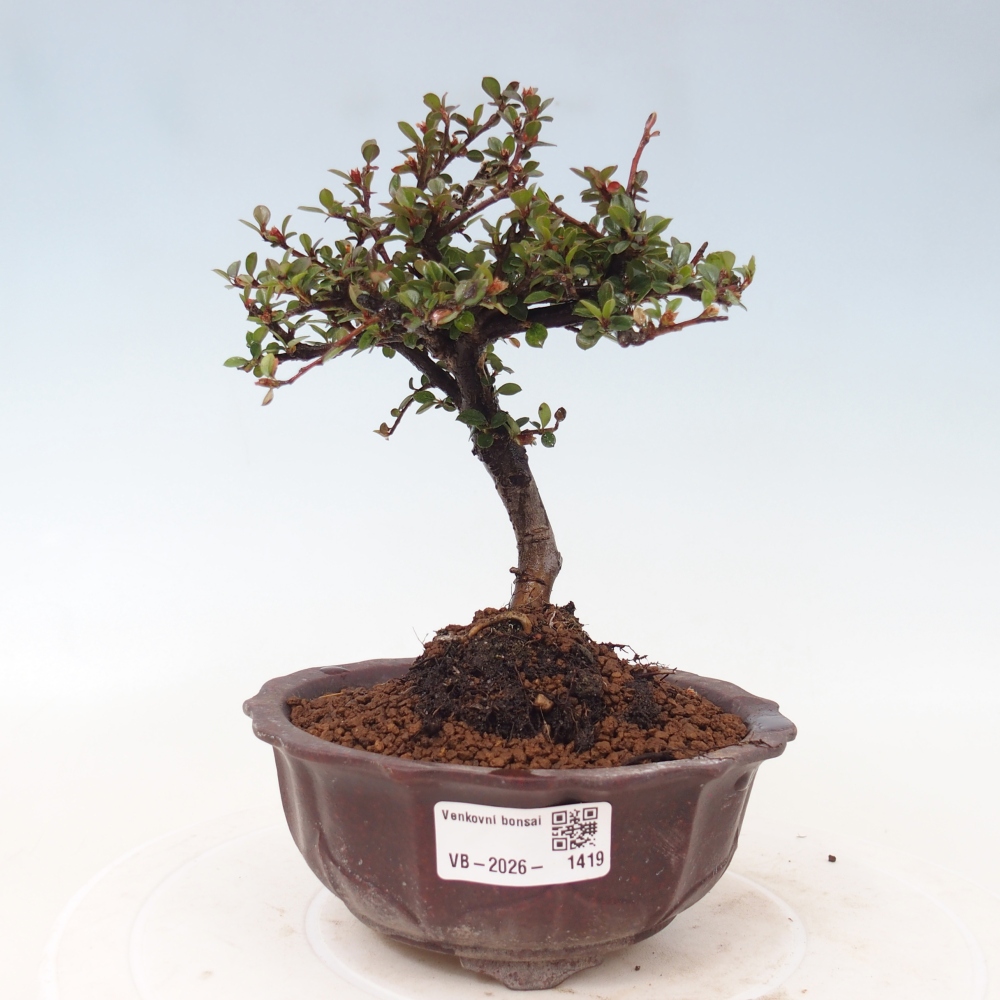 Venkovní bonsai - Cotoneaster horizontalis - Skalník