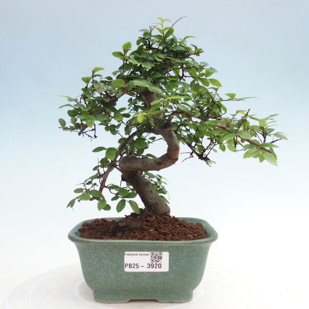Pokojová bonsai - Ulmus parvifolia - Malolistý jilm