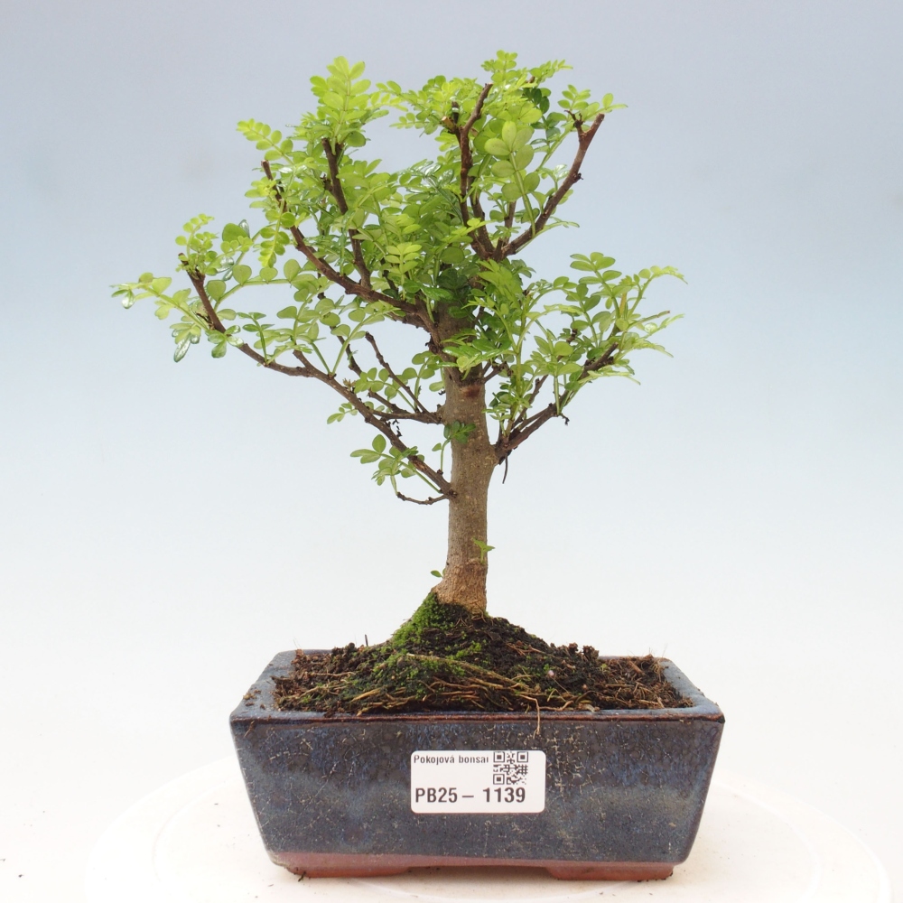 Pokojová bonsai - Zantoxylum piperitum - pepřovník