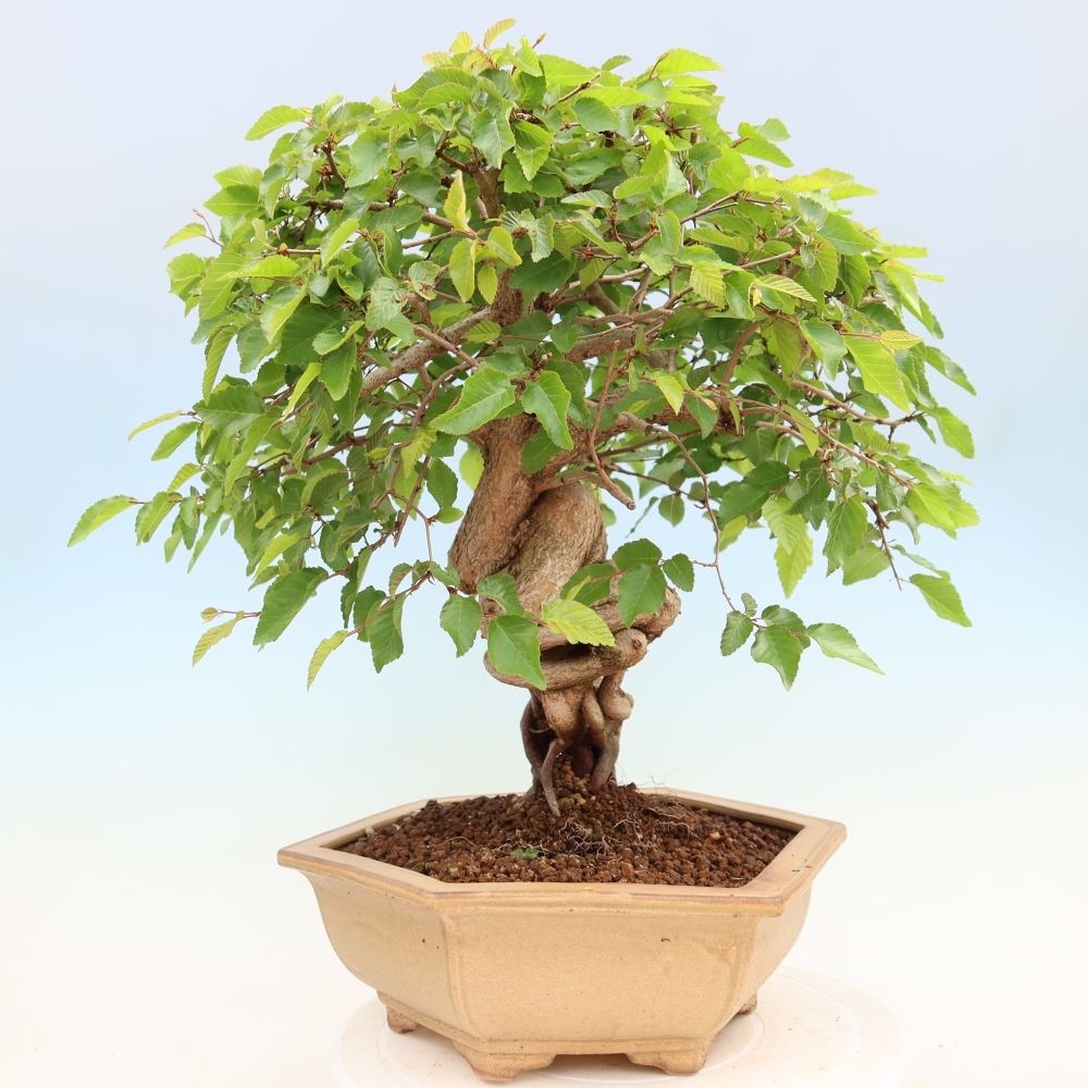 Venkovní bonsai -Carpinus Coreana - Habr korejský