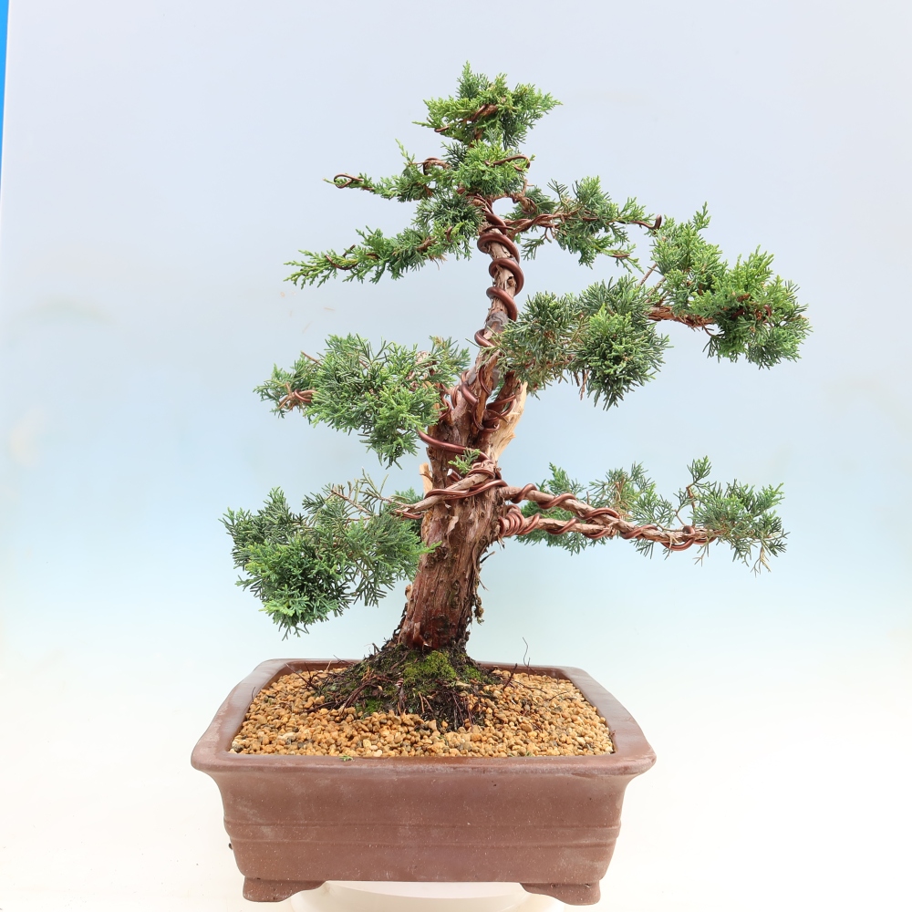 Venkovní bonsai - Juniperus chinensis Kishu -Jalovec čínský