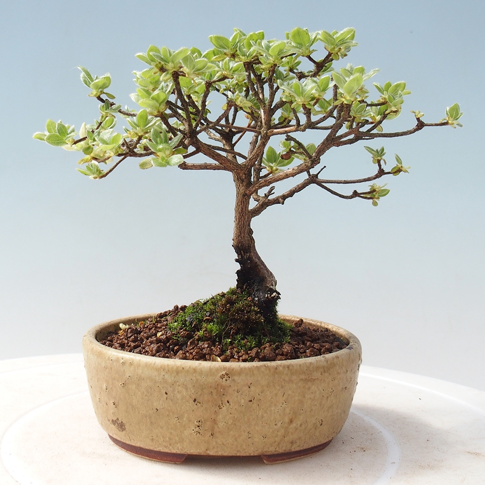 Venkovní bonsai - Rhododendron indicum - Japonská azalka