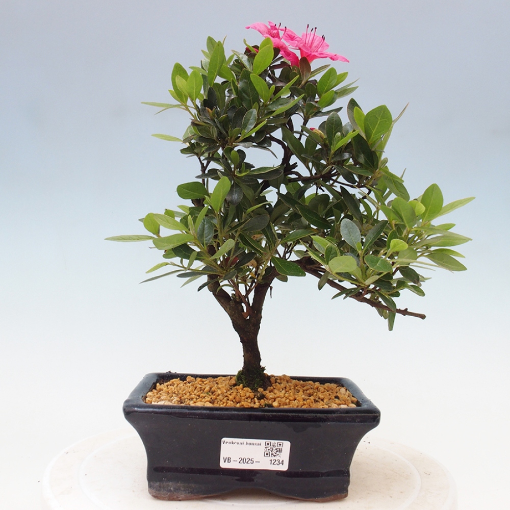 Venkovní bonsai - Japonská azalka - Azalea sp.