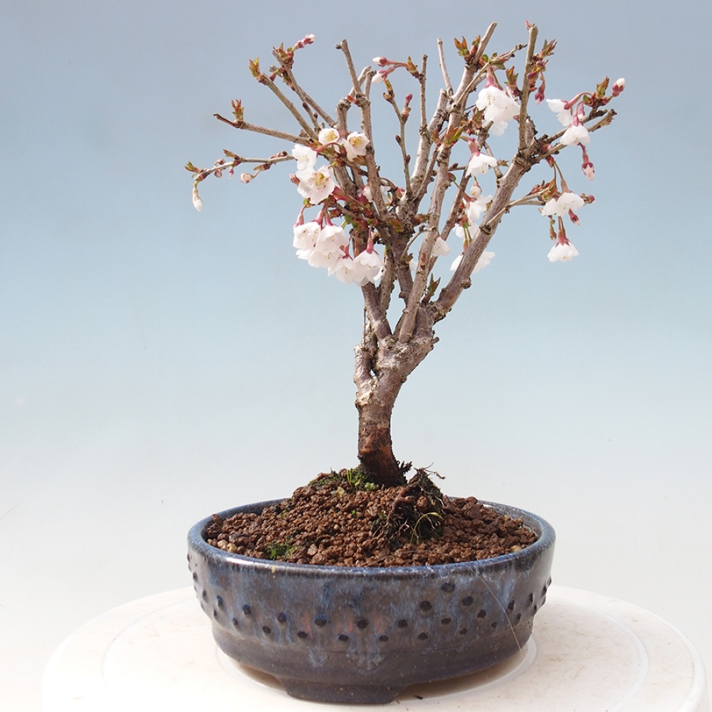 Venkovní bonsai - Prunus incisa Kojou-no mai-Slivoň vyříznutá