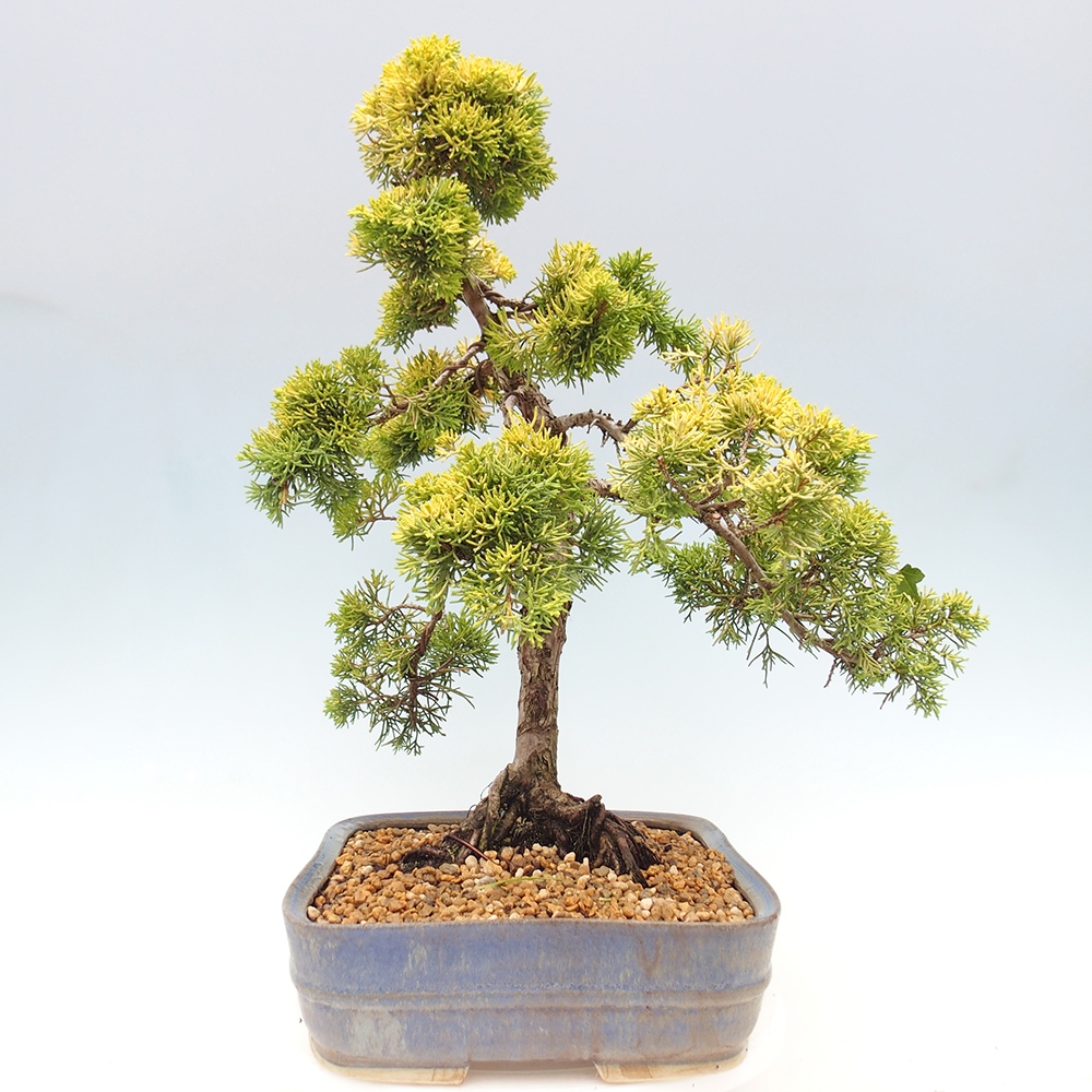 Venkovní bonsai - Juniperus chinensis plumosa aurea - Jalovec čínský zlatý