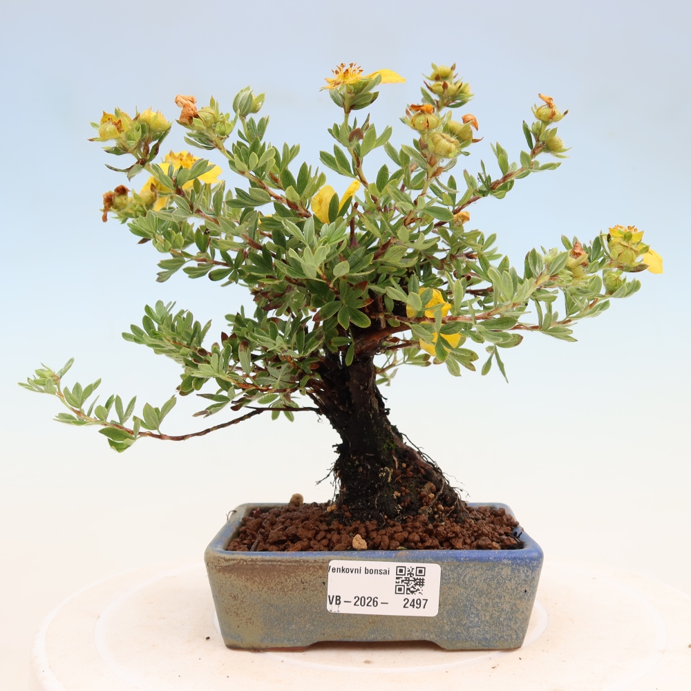 Venkovní bonsai-Mochna křovitá - potentila fruticosa 