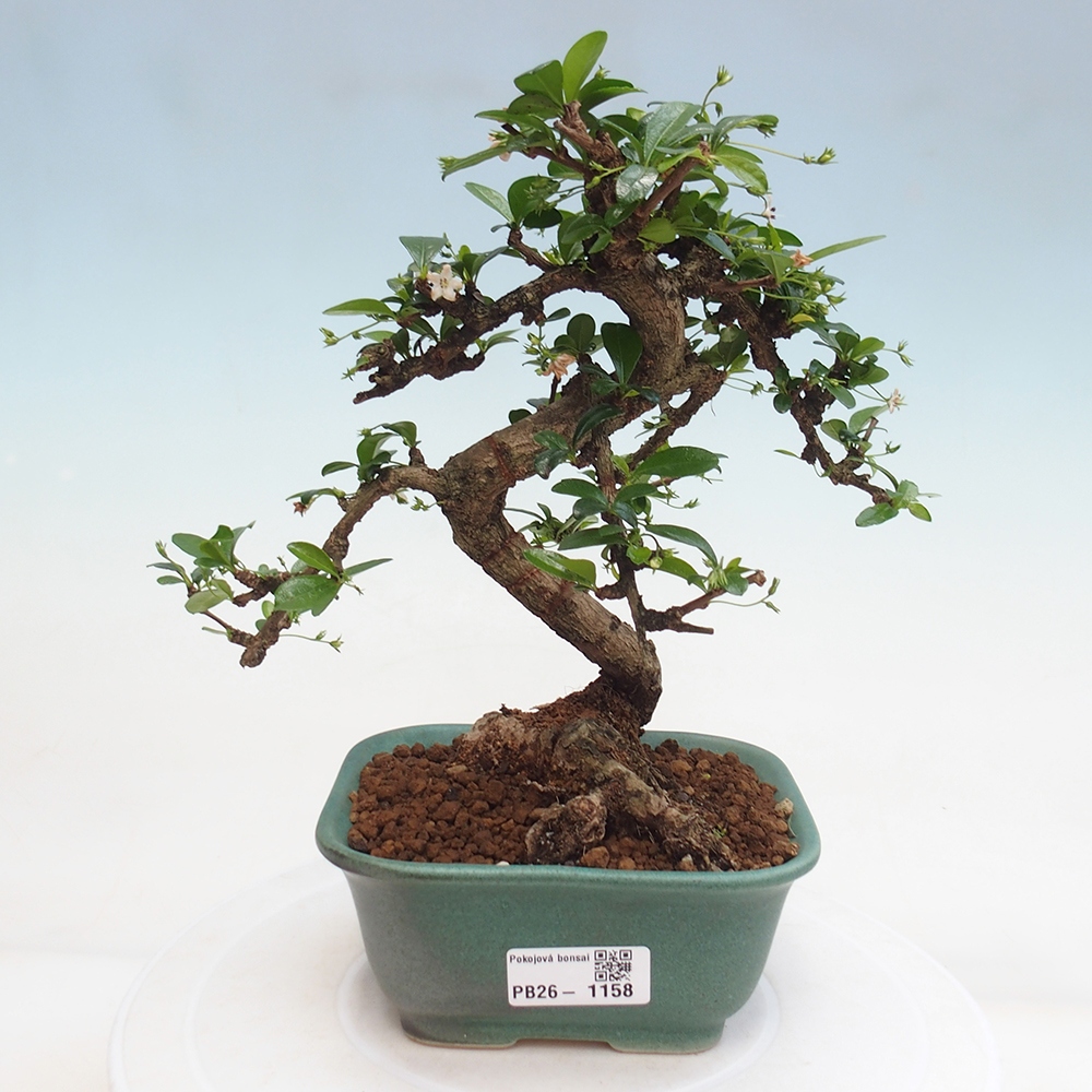 Pokojová bonsai - Carmona macrophylla - Čaj fuki