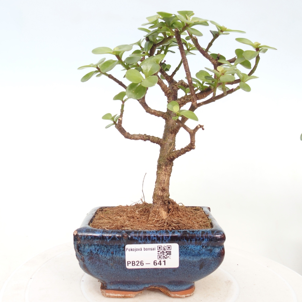 Pokojová bonsai - Portulakaria Afra - Tlustice