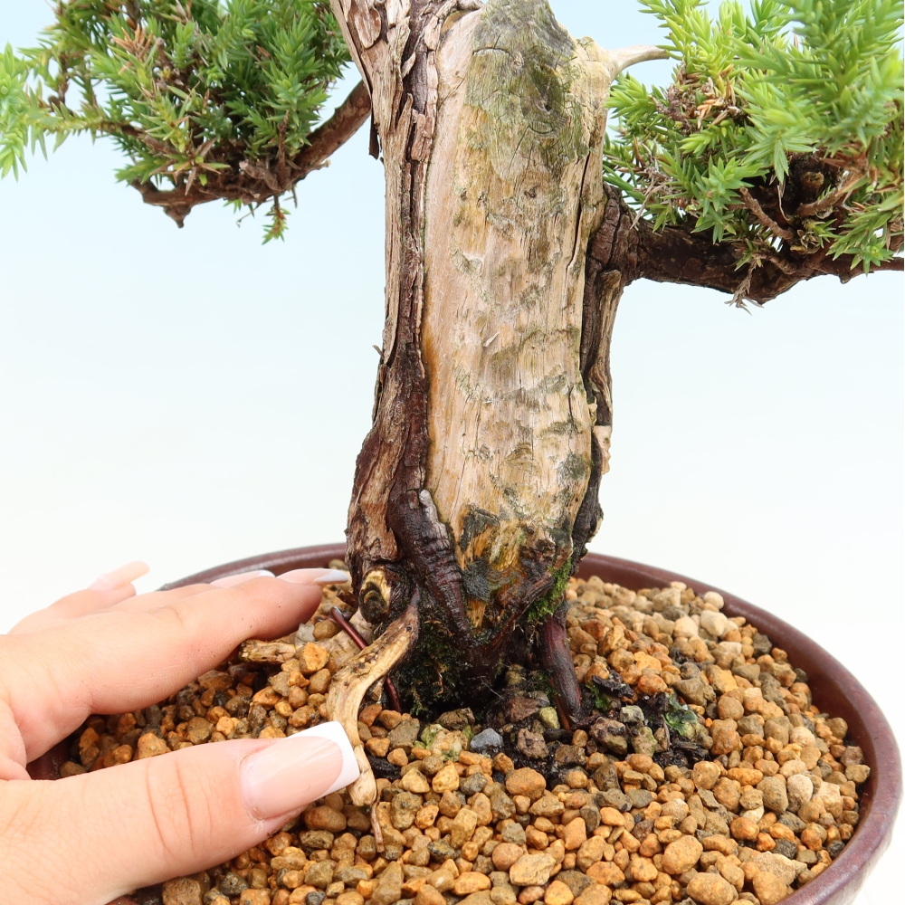 Venkovní bonsai - Juniperus squamata – Jalovec šupinatý