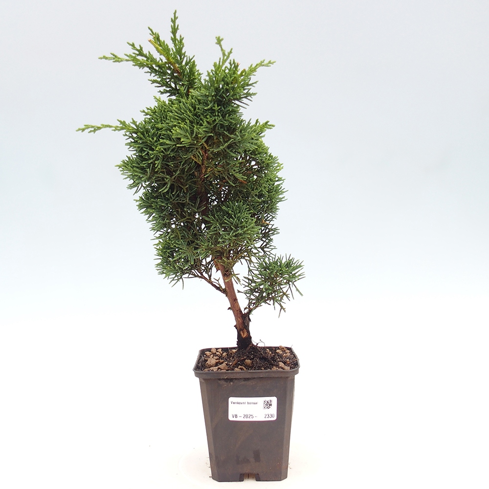 Venkovní bonsai - Juniperus chinensis Kishu -Jalovec čínský