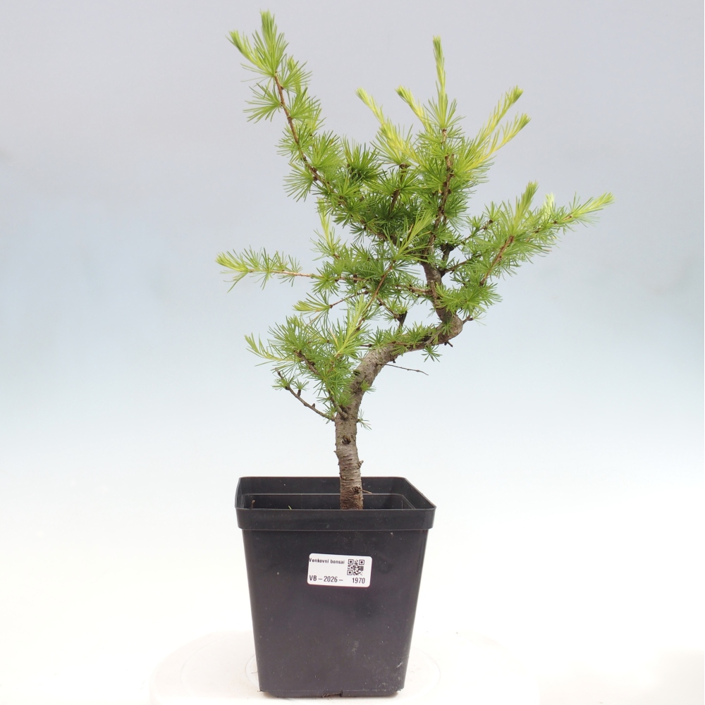 Venkovní bonsai -Larix decidua - Modřín opadavý 