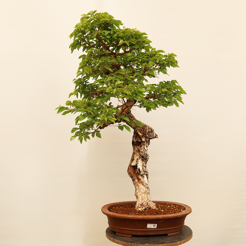 Venkovní bonsai -Carpinus Coreana - Habr korejský