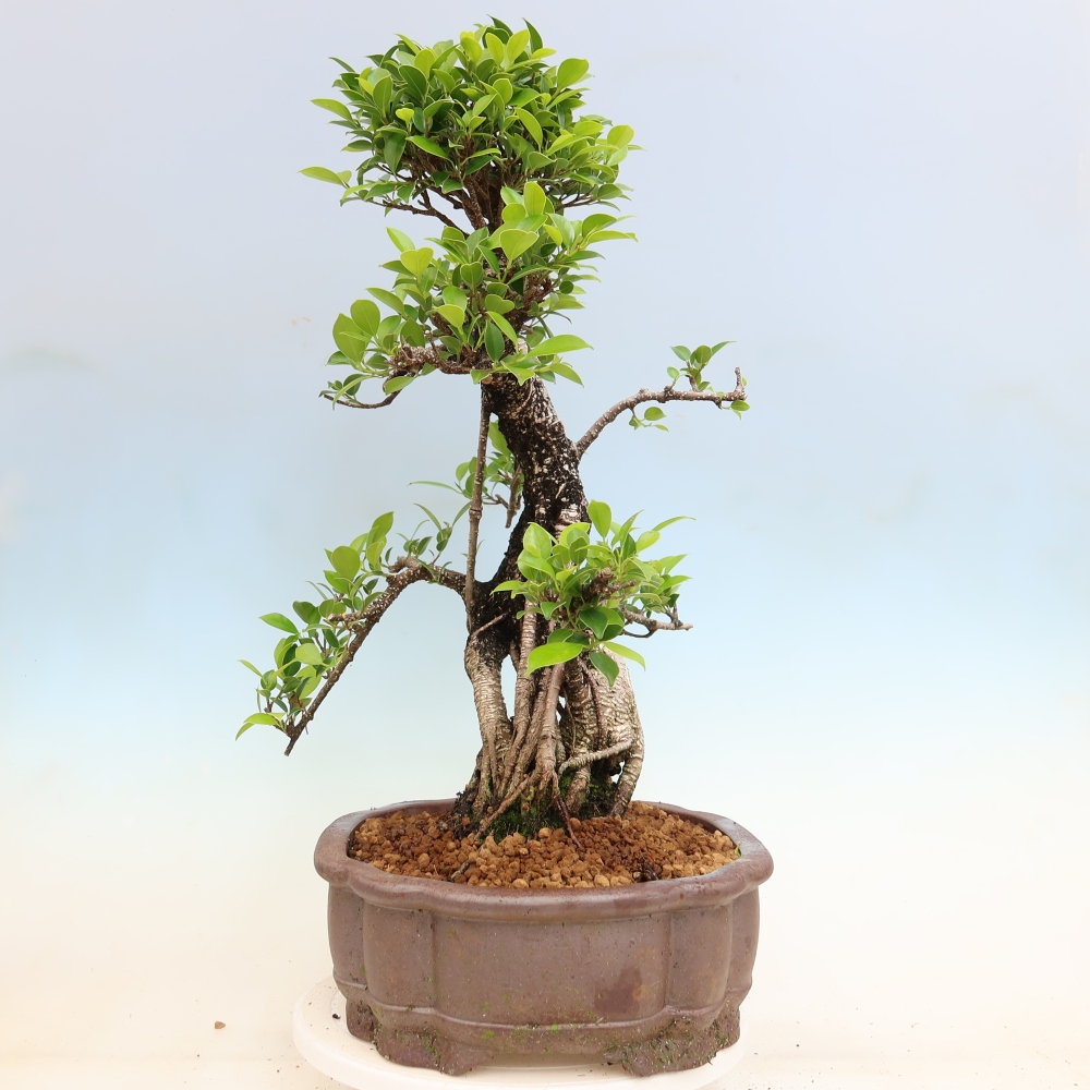 Pokojová bonsai - Ficus kimmen -  malolistý fíkus
