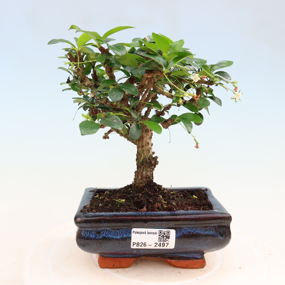 Pokojová bonsai - Carmona macrophylla - Čaj fuki