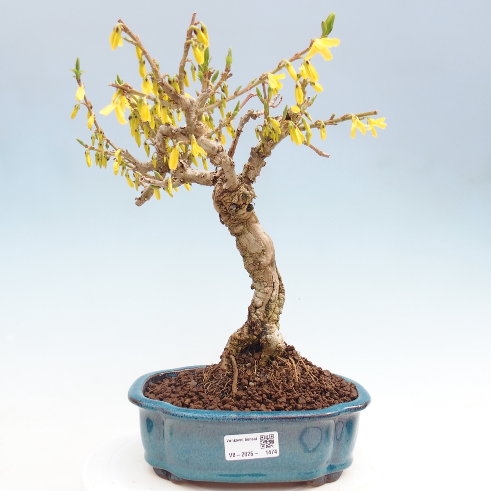 Venkovní bonsai - Zlatice - Forsythia koreana