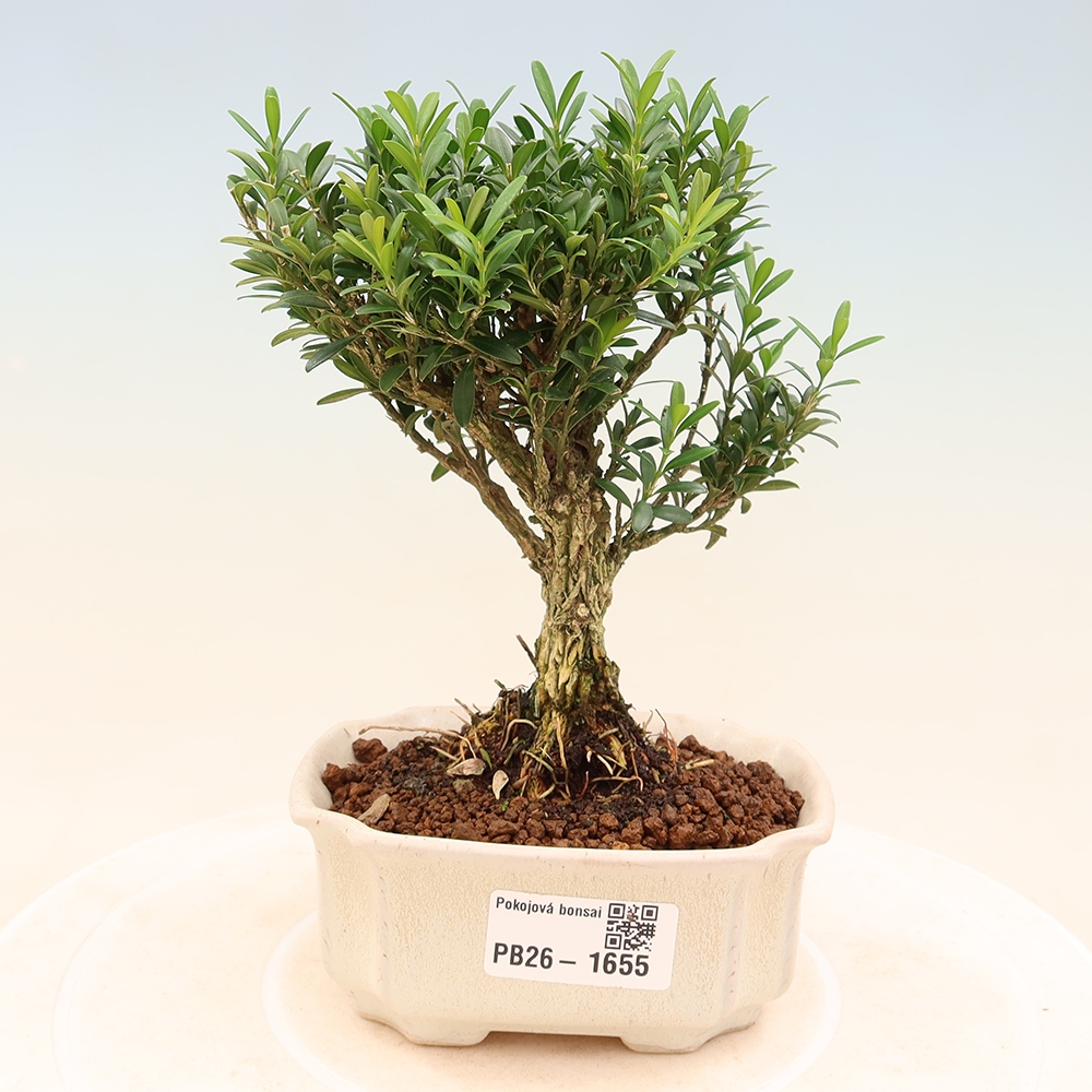 Pokojová bonsai - Buxus harlandii -korkový buxus
