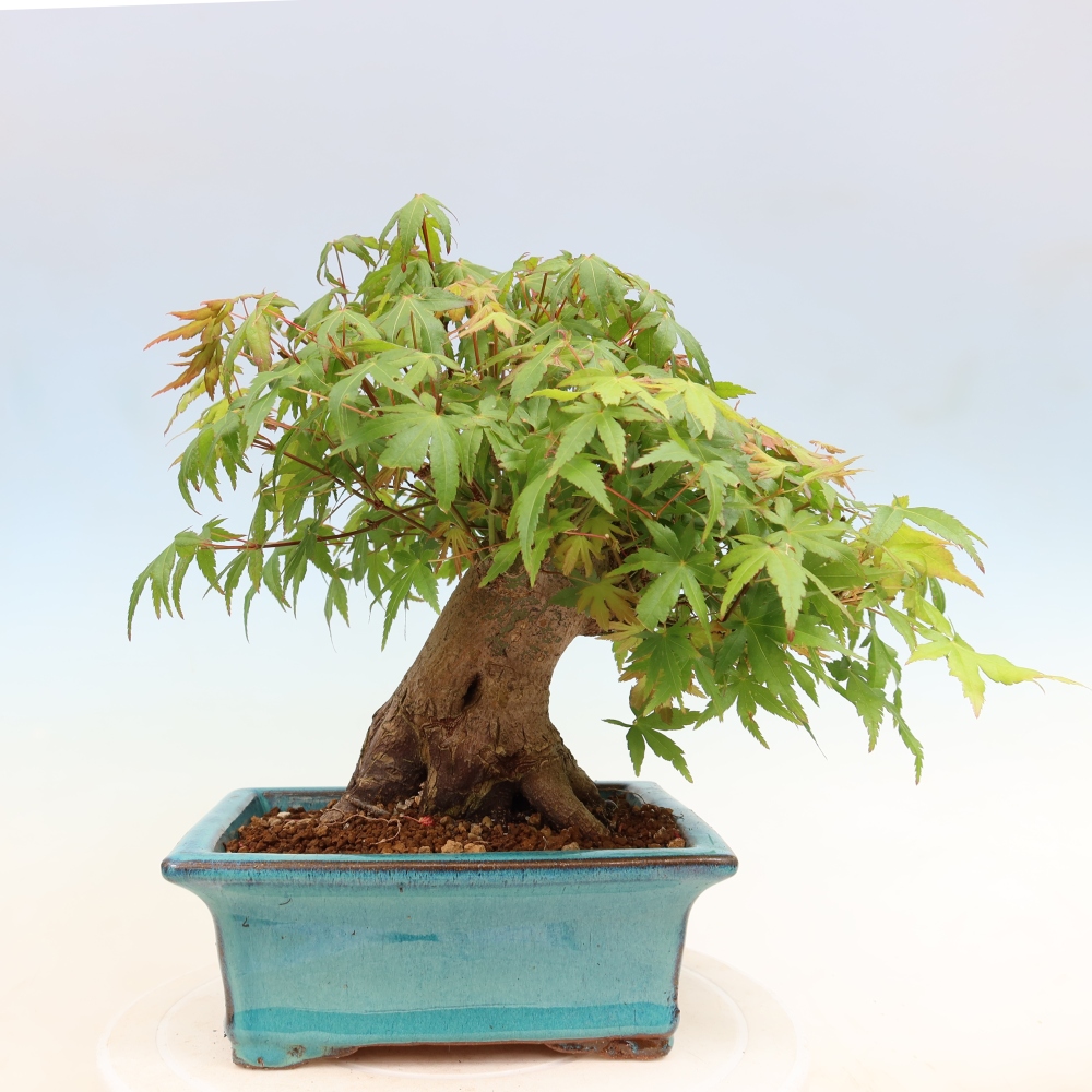 Venkovní bonsai - Javor Burgerův - Acer Burgerianum 