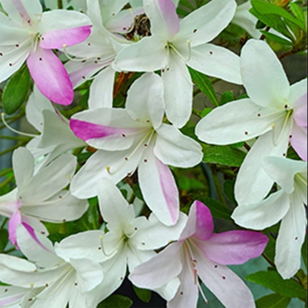 Venkovní bonsai - Japonská azalka - Azalea Yukigesho