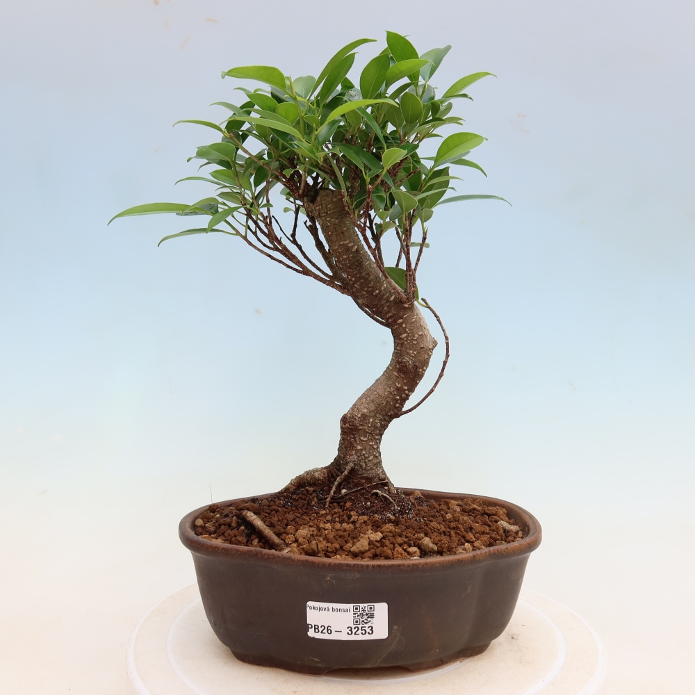Pokojová bonsai - Ficus kimmen -  malolistý fíkus