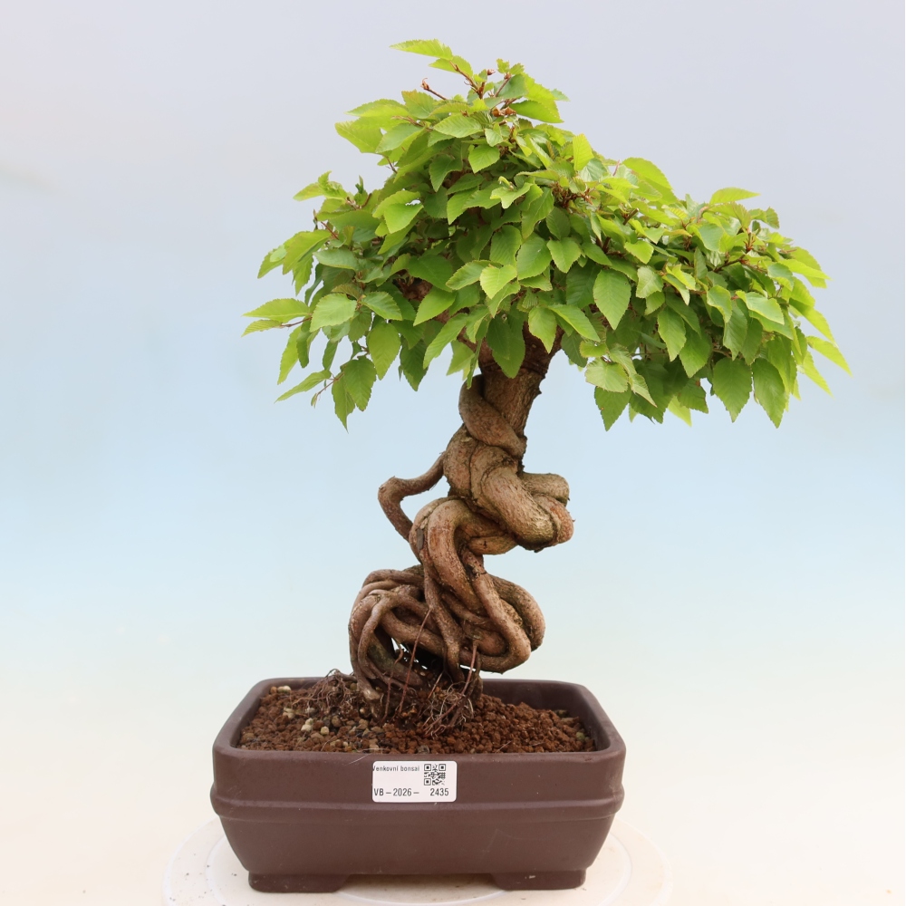 Venkovní bonsai -Carpinus Coreana - Habr korejský