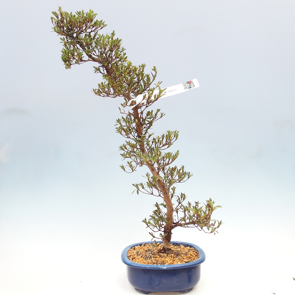 Venkovní bonsai - Japonská azalka - Azalea Hakurin