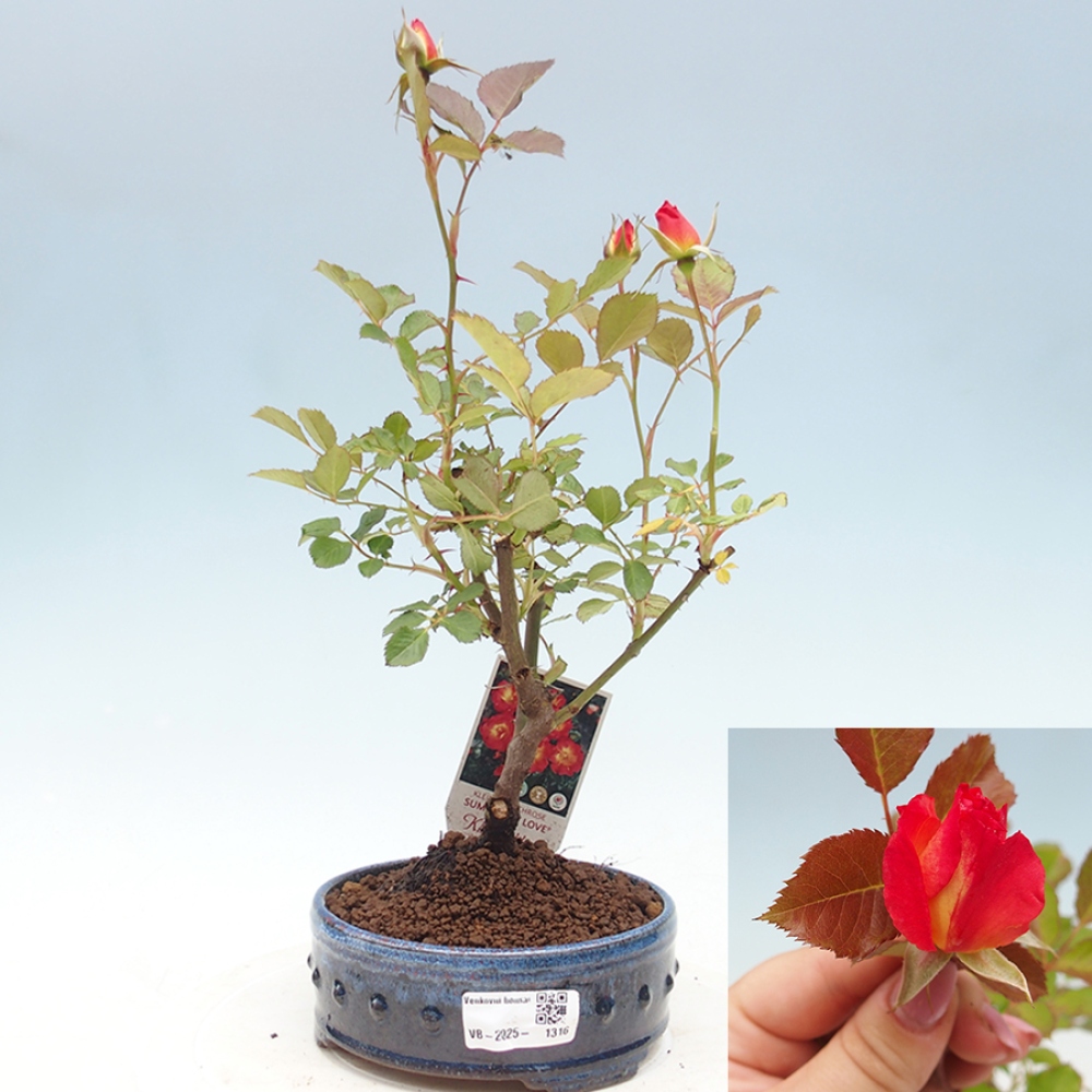 Venkovní bonsai - Rosa Kordes -  růže