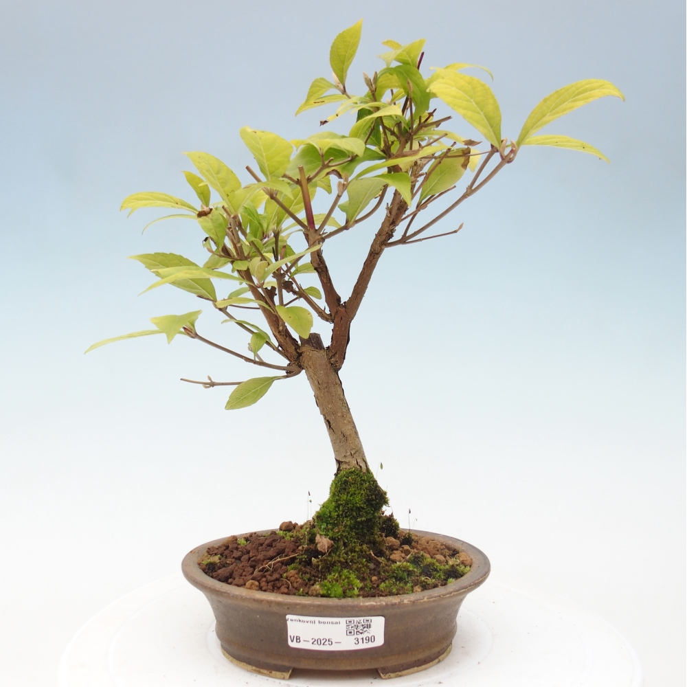 Venkovní bonsai - krásnoplodka - Callicarpa japonica