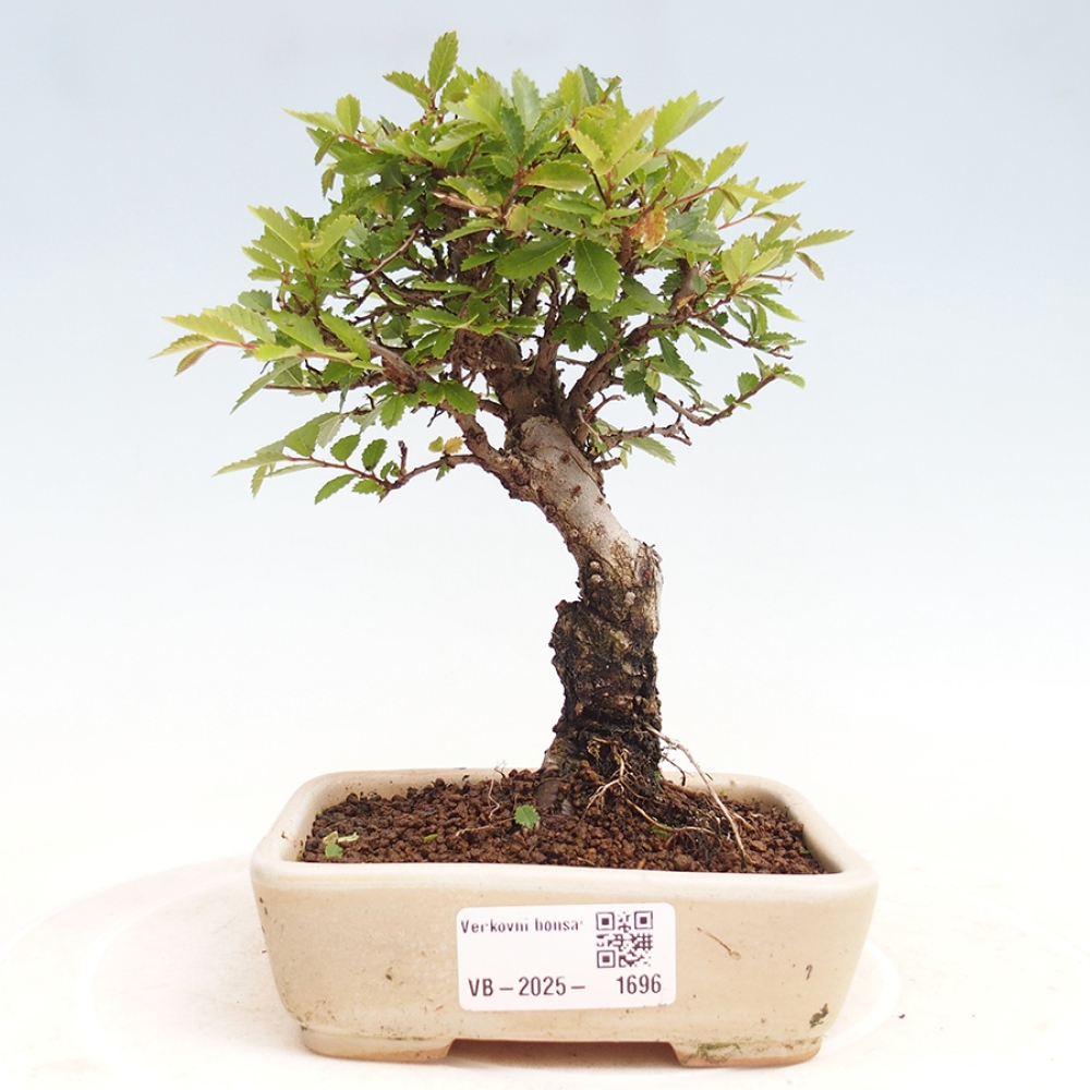Venkovní bonsai - Zelkova - Zelkova NIRE