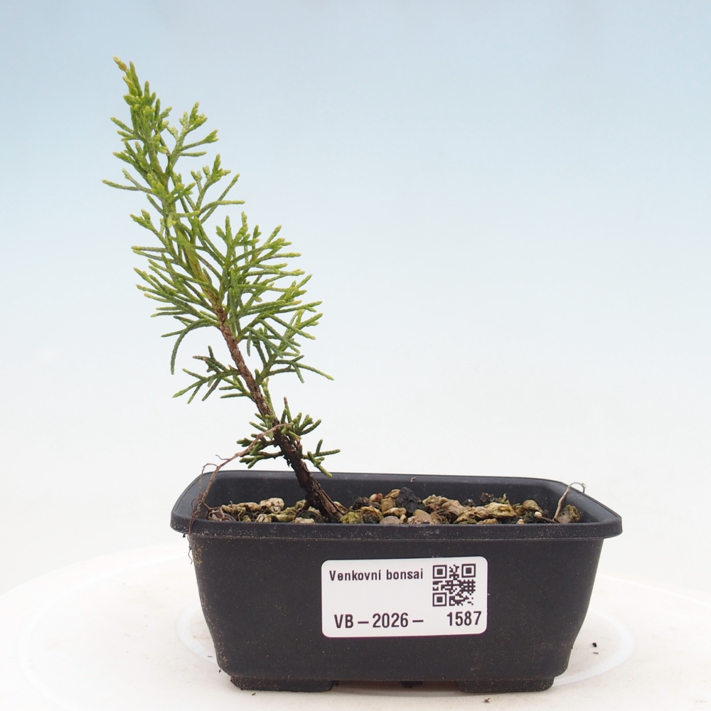 Venkovní bonsai - Juniperus chinensis Itoigawa -Jalovec čínský