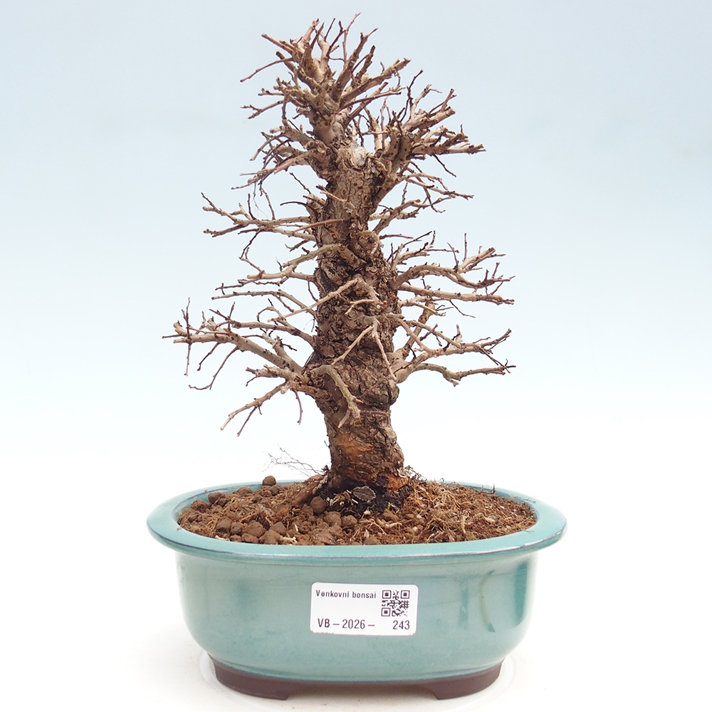 Venkovní bonsai - Zelkova - Zelkova NIRE