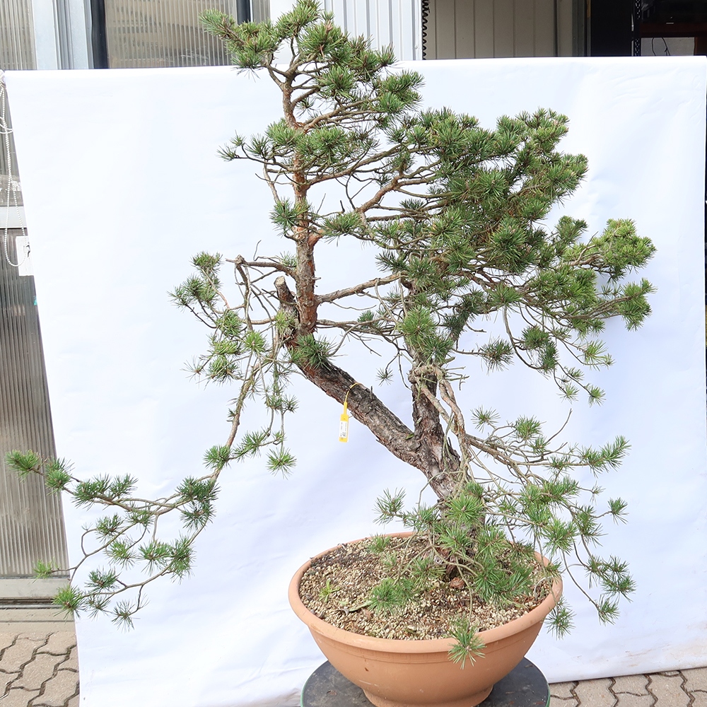 Pinus sylvestris Španělsko - borovice lesní