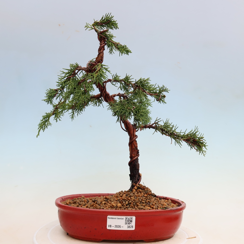 Venkovní bonsai - Juniperus chinensis Kishu -Jalovec čínský