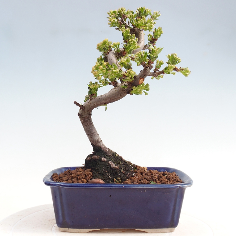 Venkovní bonsai - Malus sargentii -  Maloplodá jabloň