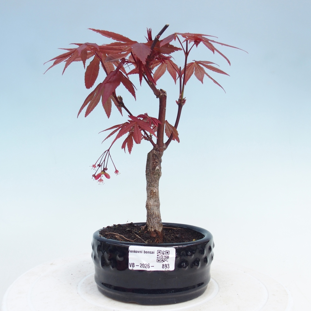 Venkovní bonsai - Acer palm. Atropurpureum-Javor dlanitolistý