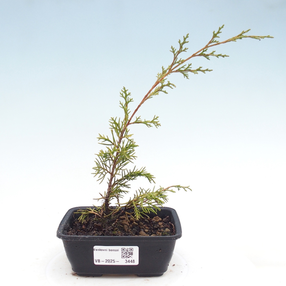 Venkovní bonsai - Juniperus chinensis Itoigawa -Jalovec čínský